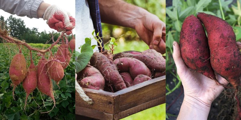 Benefícios que a batata-doce traz
