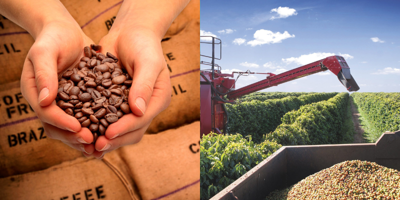 Como a cafeicultura de precisão pode ser aplicada