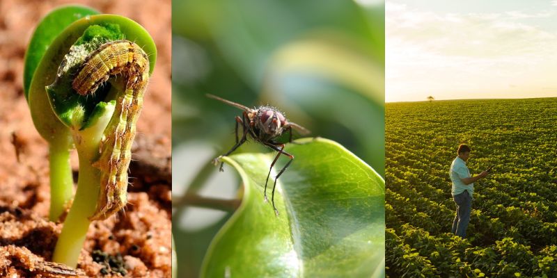 Como controlar pragas agrícolas