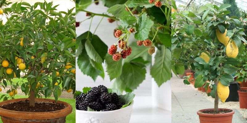 Como cultivar árvores frutíferas no vaso