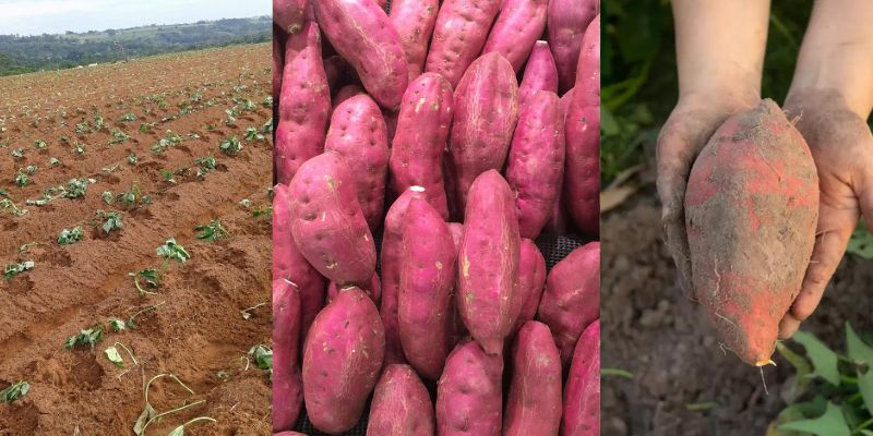 Como cultivar batata-doce