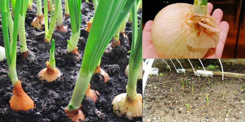 Como cultivar cebola