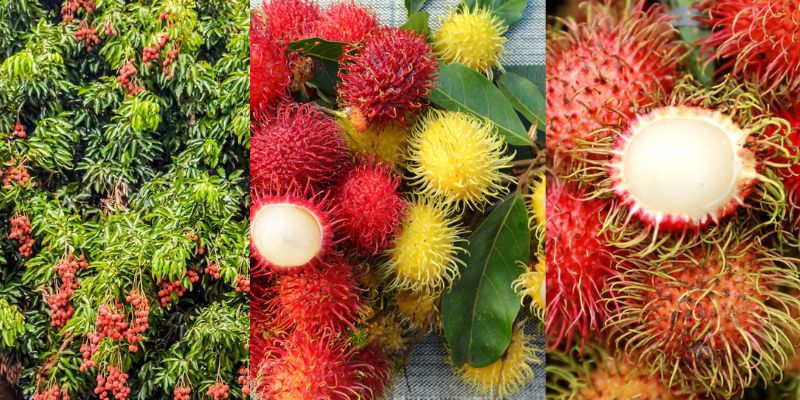 Como cultivar lichia