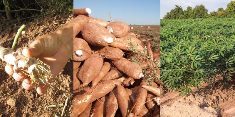 Como cultivar mandioca