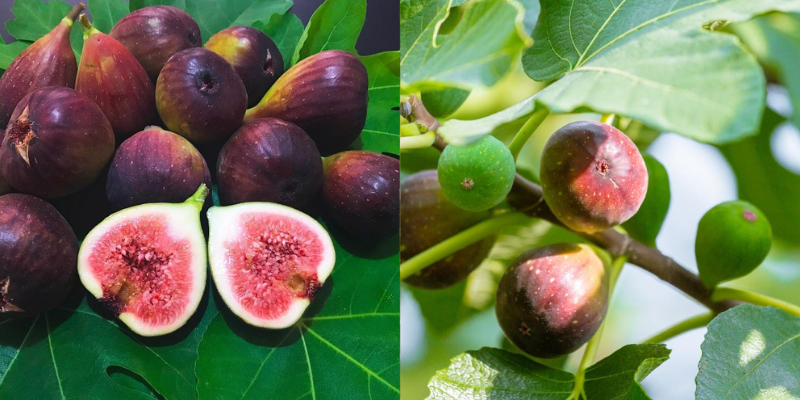 Como plantar Figo