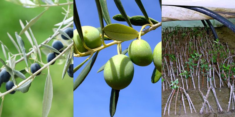 Como plantar Oliveiras