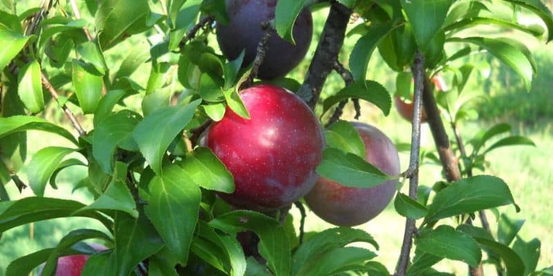 Como plantar ameixa
