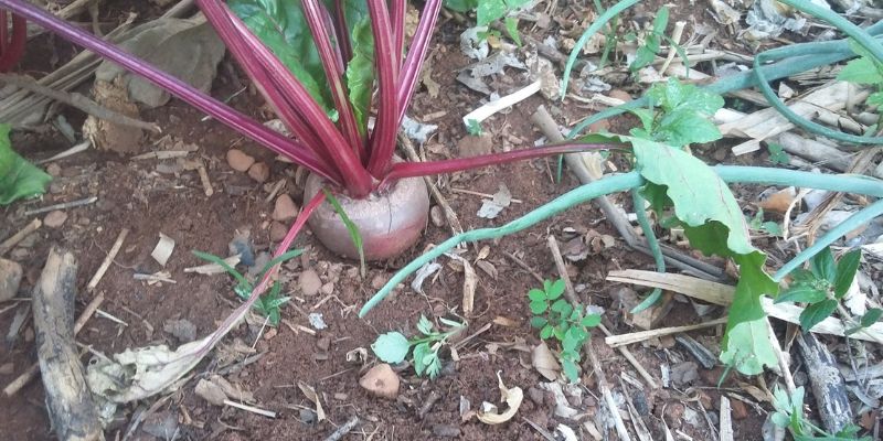 Como plantar beterraba