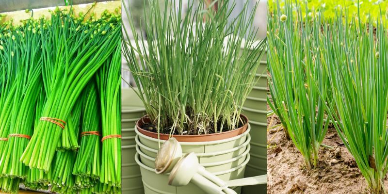 Como plantar cebolinha