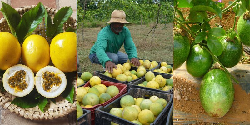 Como plantar maracujá