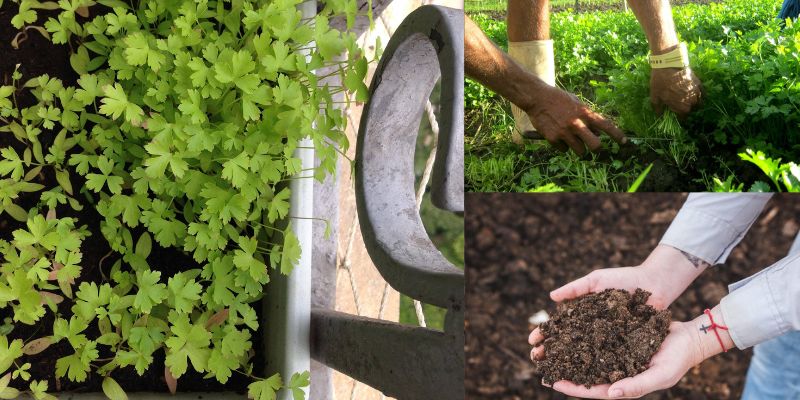 Como se planta coentro na roça