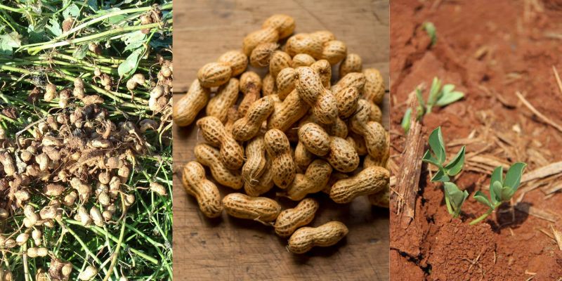 Curiosidades sobre o amendoim