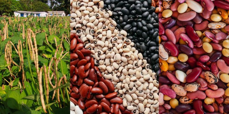 Curiosidades sobre o plantio do feijão