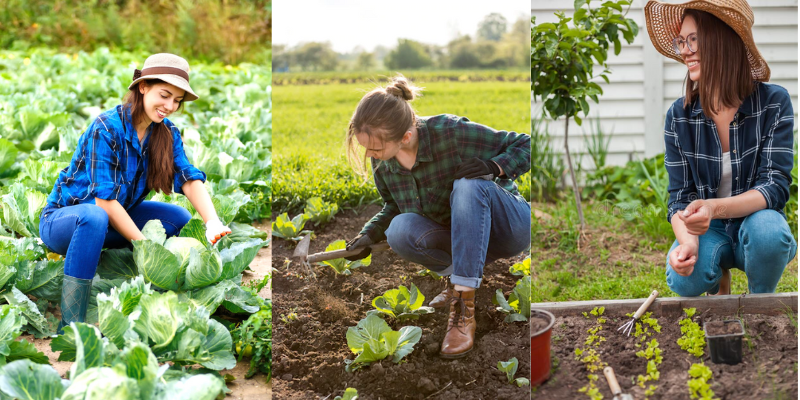 Como plantar couve passo a passo