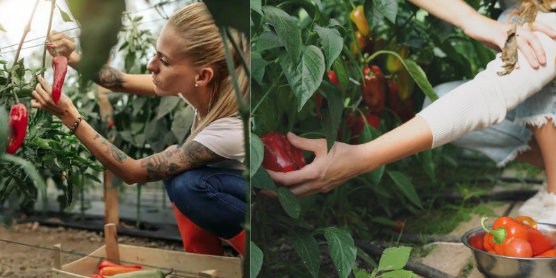 Aprenda como cultivar pimentão