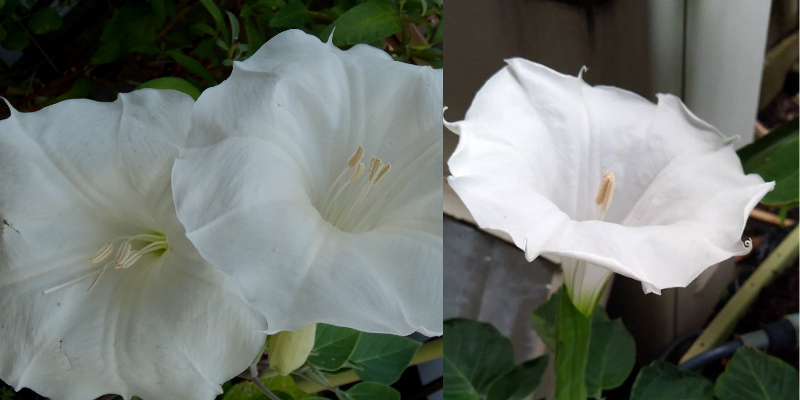 Esta flor atrai amor, riqueza e felicidade para sua casa. Capaz de fornecer influências positivas em seu lar?