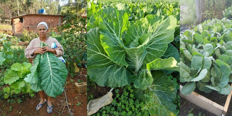 Como plantar couve bem fácil em sua casa ou apartamento