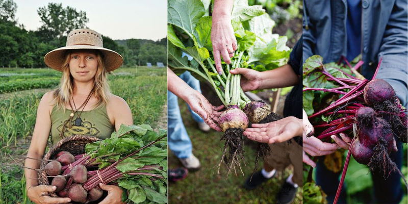 Principais tipos de beterraba existente para consumo