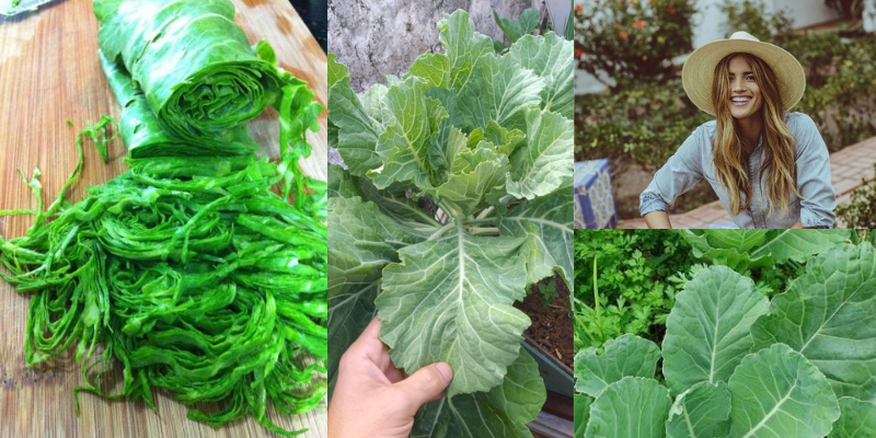 Benefícios da couve na sua alimentação e vida