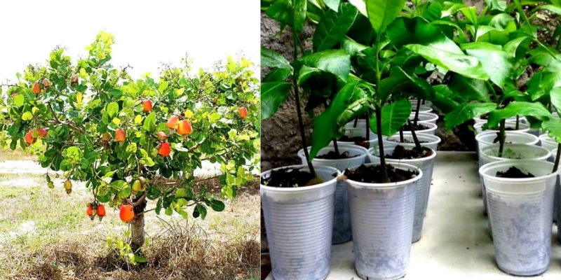 Como plantar pé de caju de um jeitinho bem mais fácil