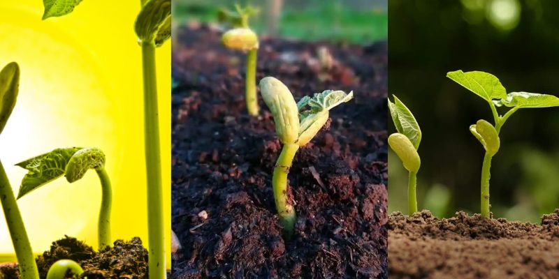 Dicas para o cultivo do feijão