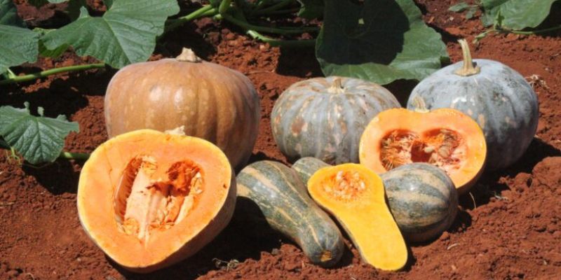 Diferentes tipos de abóbora