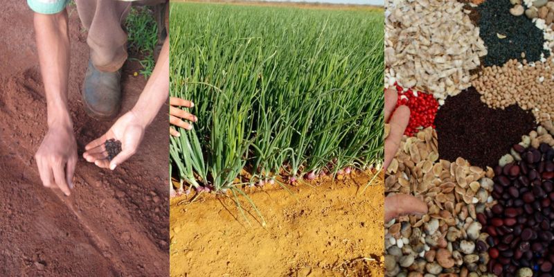 Dificuldades na semeadura direta