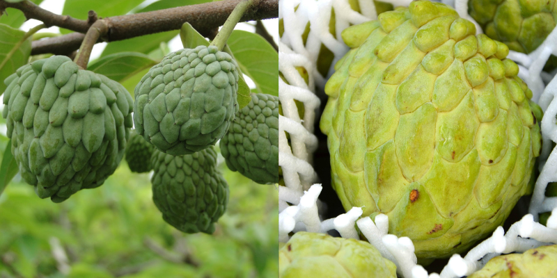 Fatos interessantes sobre a Atemoia