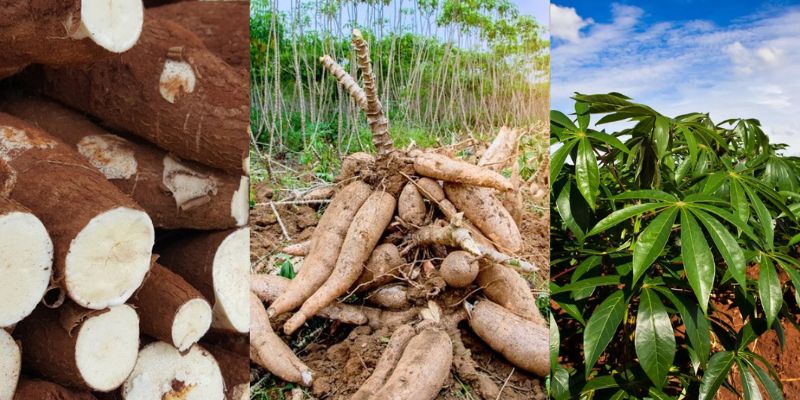 Fatos interessantes sobre a mandioca