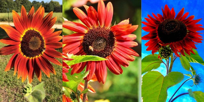 Fatos interessantes sobre o girassol vermelho