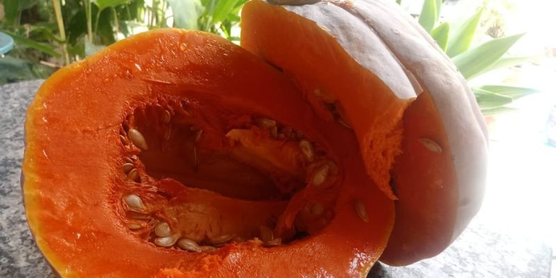 História da abóbora