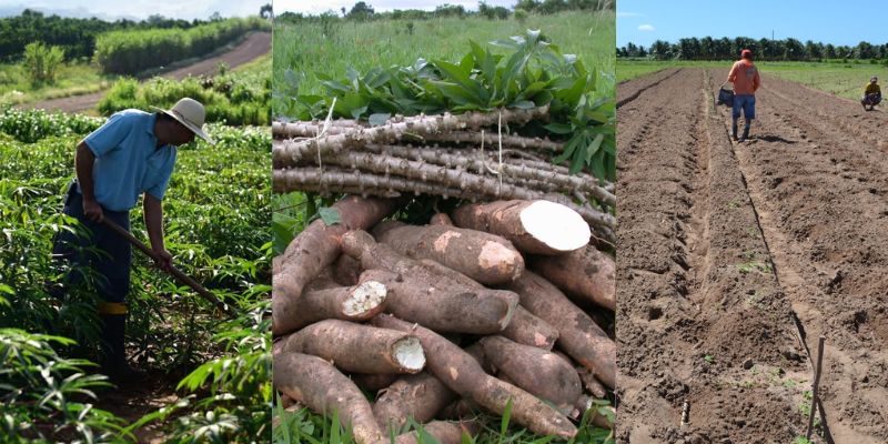 Influência do clima na plantação de mandioca.