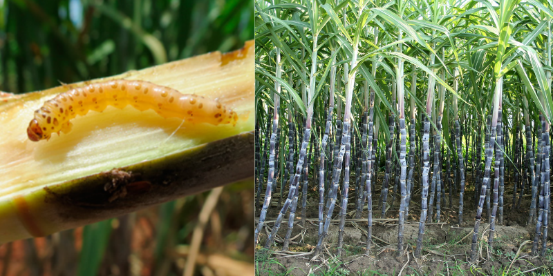 Principais doenças que ocorrem na cana-de-açúcar