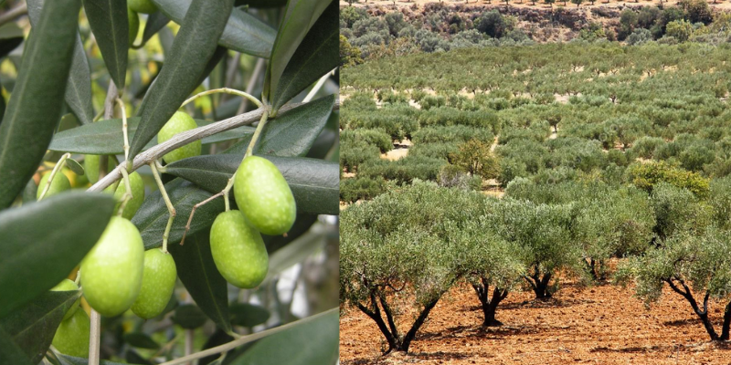 Curiosidades sobre as Oliveiras: Pragas, doenças e etc...