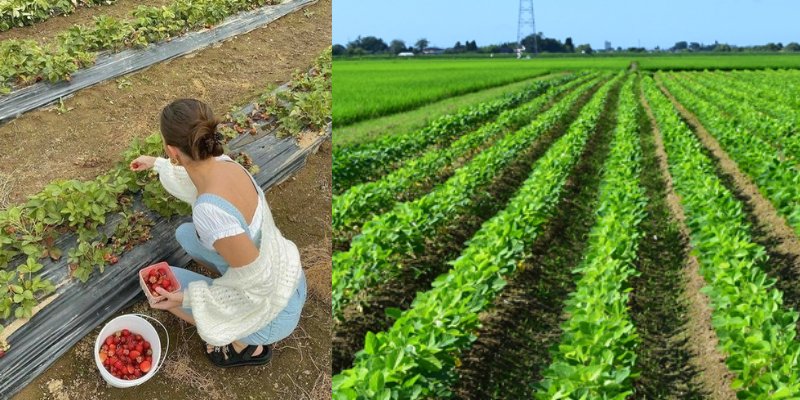 Como prevenir a degradação do solo e conclusão