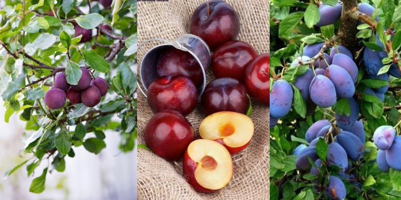 Tipos de ameixa para você escolher sua favorita!