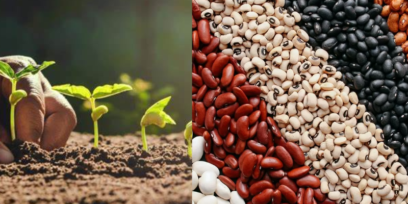 Feijão superprecoce aumenta a produtividade!