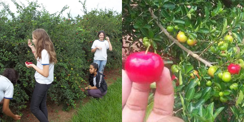 Como cultivar e cultivar acerola com sucesso e colher bem ela