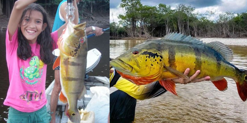 O que saber sobre o tucunaré para comercializar