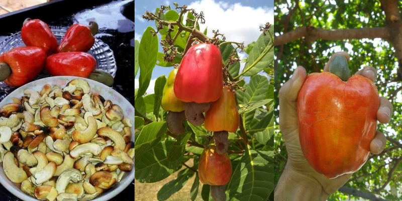 Benefícios do caju para a saúde que você não sabia!