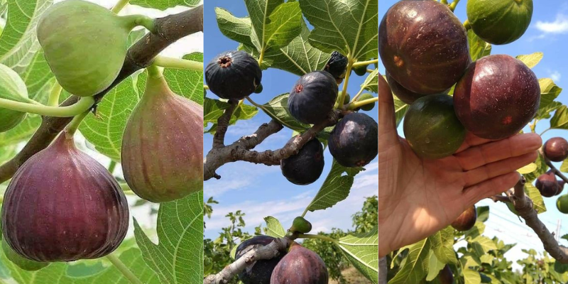 Fatos interessantes sobre o Figo, clima e solo!