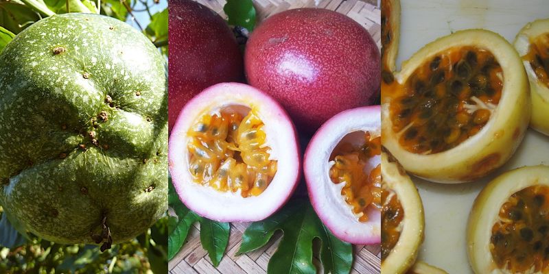 Necessidades na plantação do maracujá