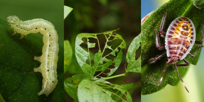 O que são pragas agrícolas