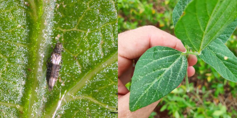 O que são tripes do Soja