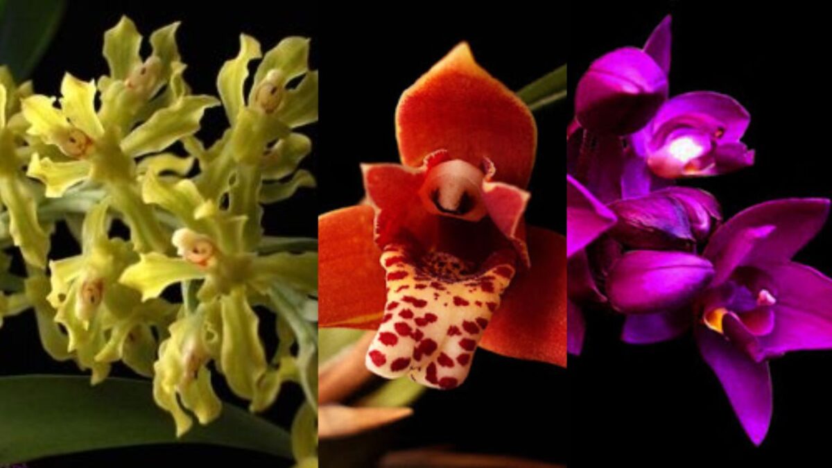 Orquídeas cheirosas: 7 aromas gostosos para ter no seu jardim