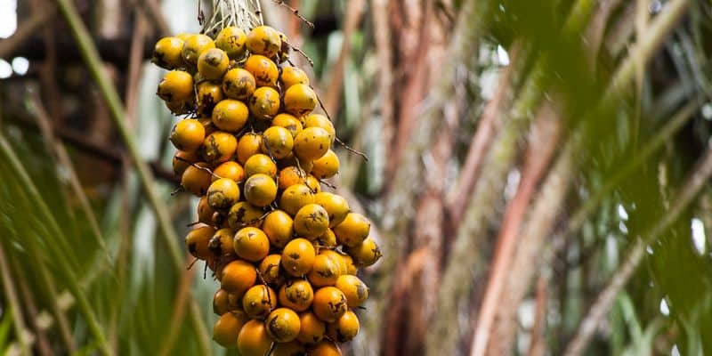 Palmeiras com frutos comestíveis