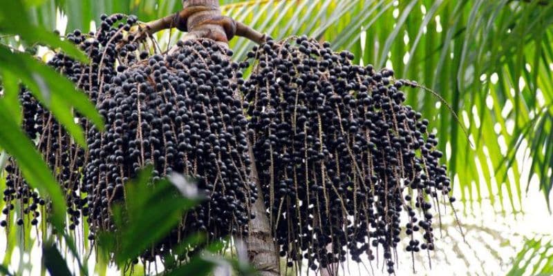 Palmeiras com frutos comestíveis