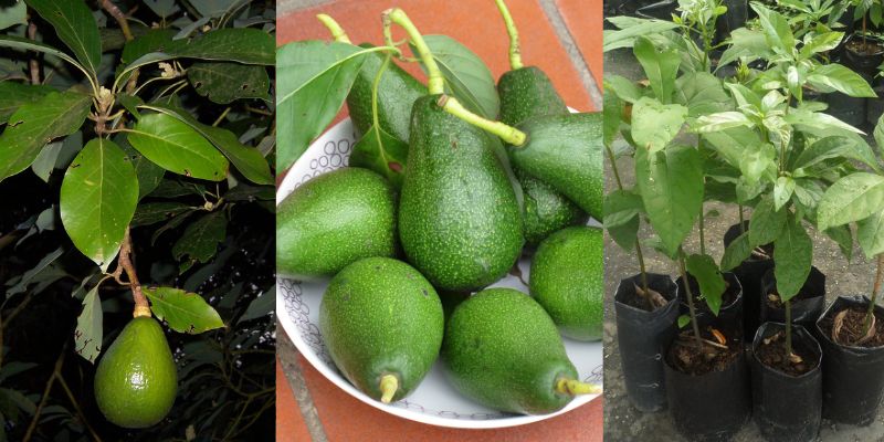 Principais cuidados com o abacateiro