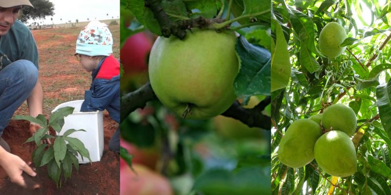 Principais cuidados com uma árvore frutífera