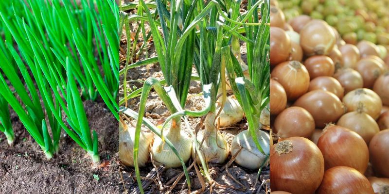 Semeadura direta da cebola